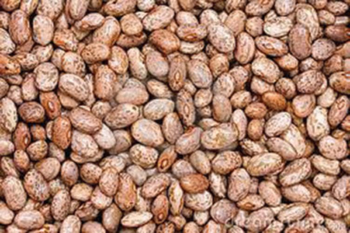 Pinto Bean Seed, 1/2 Pound, Heirloom, Non GMO, Packed in Resealable Foil Pack