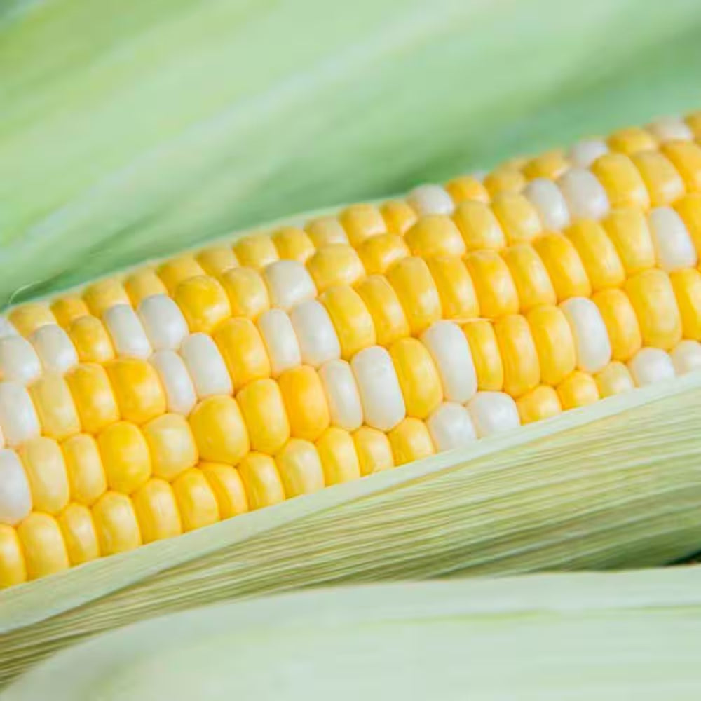 Sweet Corn Gotta Have It Hybrid (200 Seed Packet)