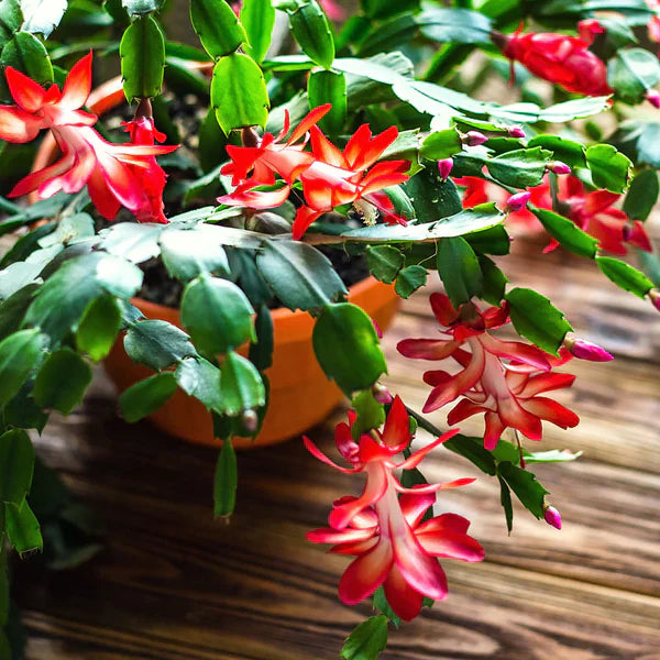 Red Christmas Cactus Live Plant 5β6β Tall - Bareroot Schlumbergera - Holiday Blooming Houseplant - Easy Care Succulent