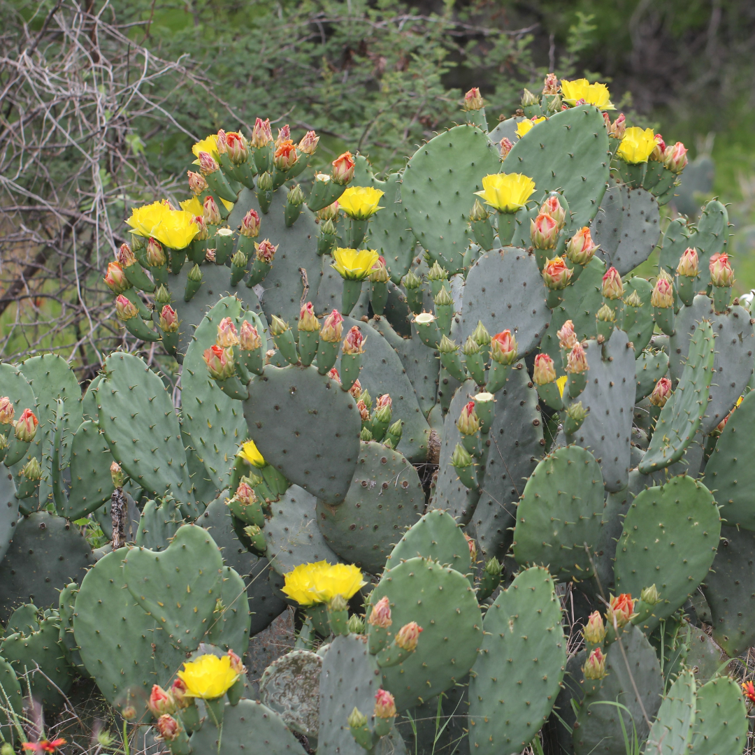 Prickly Pear Cactus Cutting (Opuntia) ā Live Unrooted Pad with Orange, Pink & Yellow Blooms ā Easy Grow Outdoor Succulent
