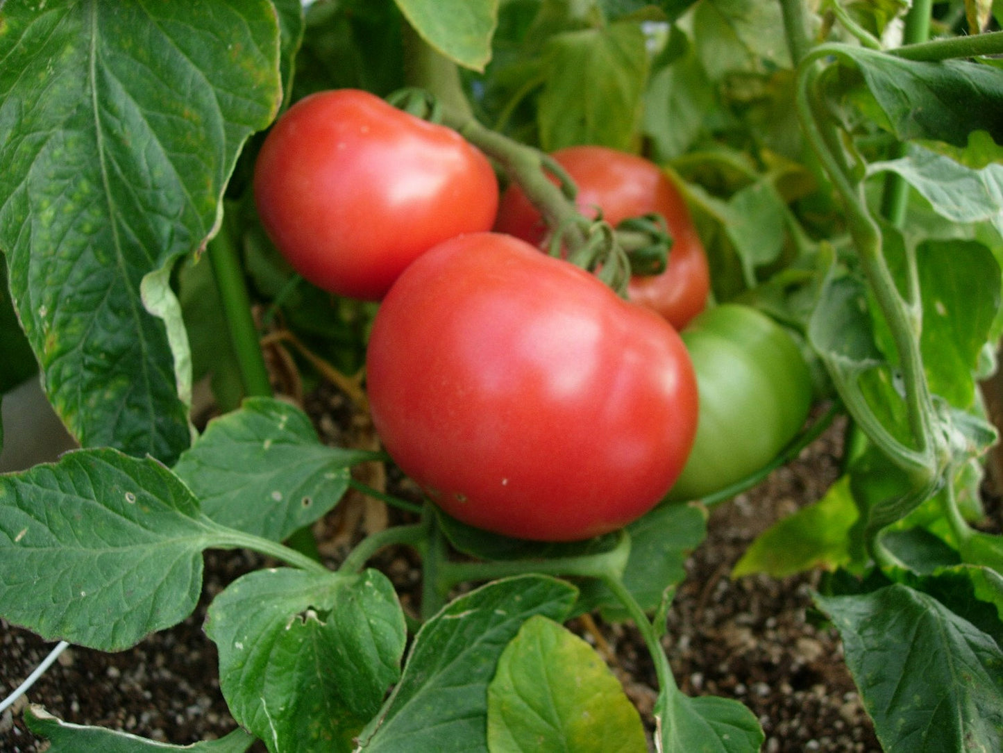 100+ Beefsteak Heirloom Tomato Seeds | Non-Gmo Vegetable Seeds USA