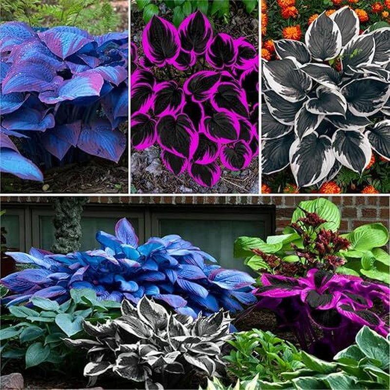 200Pcs, Mixed Hosta Seeds for Planting Hosta Plant Seeds Moderate Drought