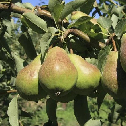 12 Bartlett Pear Tree Cuttings ā Giant Fruit Variety ā Unrooted Stems for Grafting or Rooting ā High-Yield Heirloom Pear
