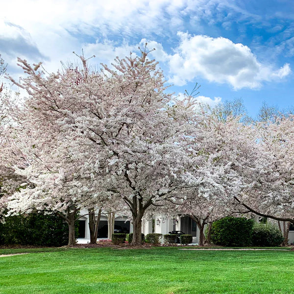 1 Live Yoshino Cherry Tree (Prunus x yedoensis) Bareroot 1ā2ft | Pink White Blooms | Fast Growing Ornamental Tree