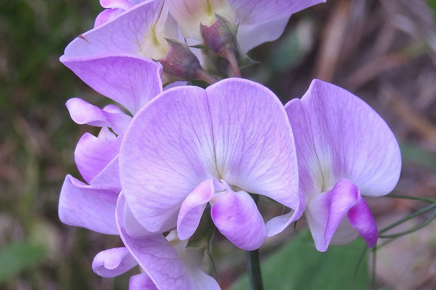 Perennial Sweet Pea 50 Seeds - Lathyrus Nervosus - Fragrant Vine - - Cottage Garden - Trellis Climber - Non-GMO