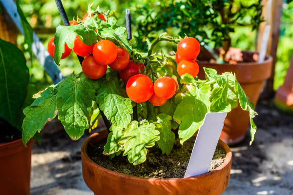 3 Cherry Tomato Plants ā Live Bare Root Starters, Solanum lycopersicum Sweet Red Tomatoes, Garden Vegetable, Easy to Grow