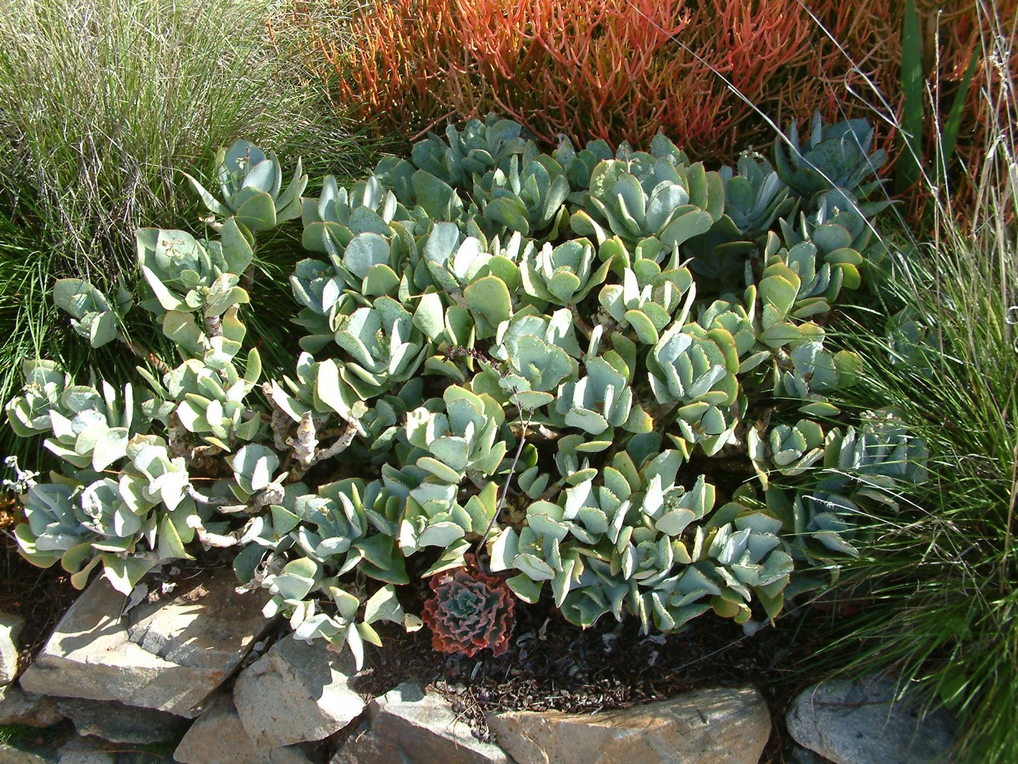 Crassula Arborescens "Silver Dollar" Succulent | 1 Fresh Cutting 4ā6" | Rare Jade Variety | Easy to Root | Live Unrooted Plant