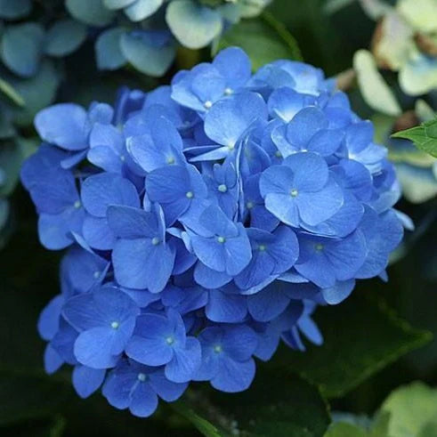 2 Live Blue Hydrangea Bushes ā 18ā Bareroot Plants | Fragrant, Large Blooming Shrub, Perennial Flowering Landscape Plant