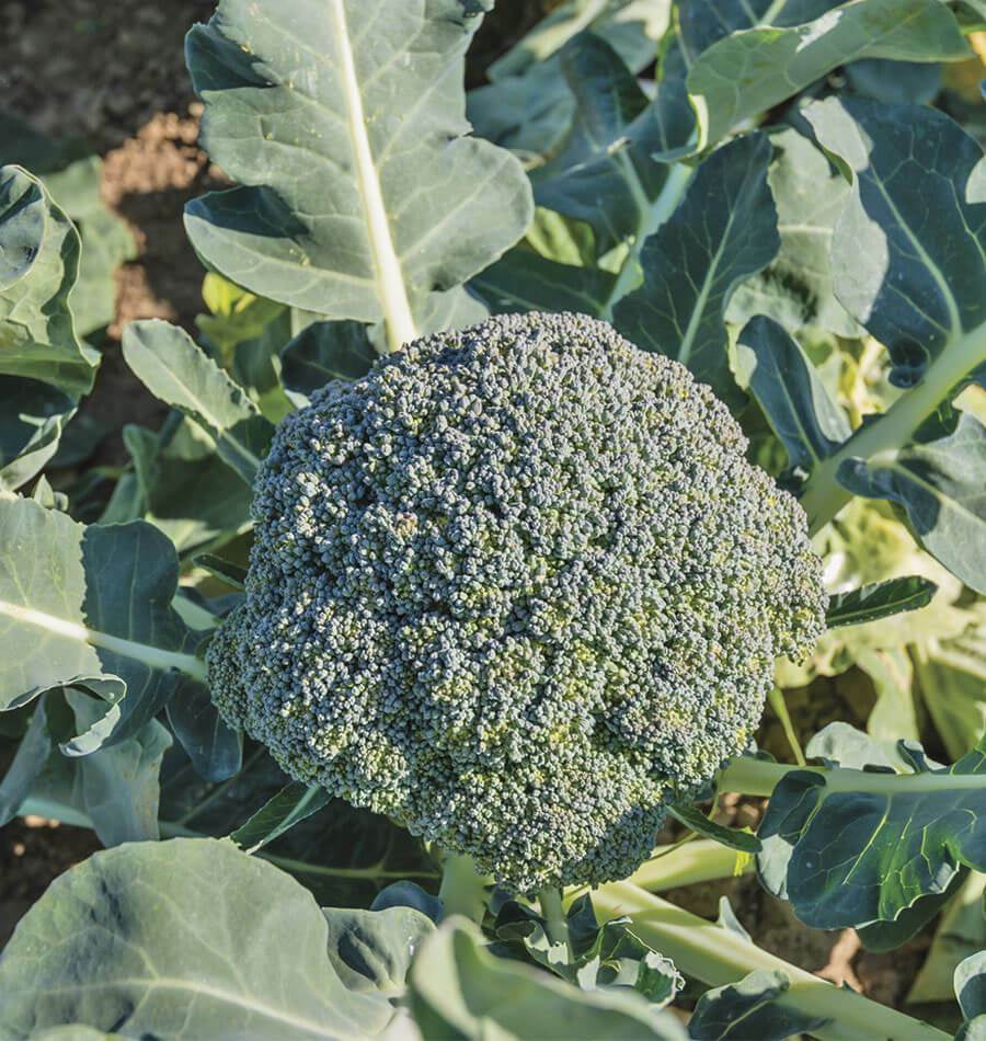 200+ Broccoli Seeds Waltham Broccoli Non GMO Fresh Garden Vegetable USA