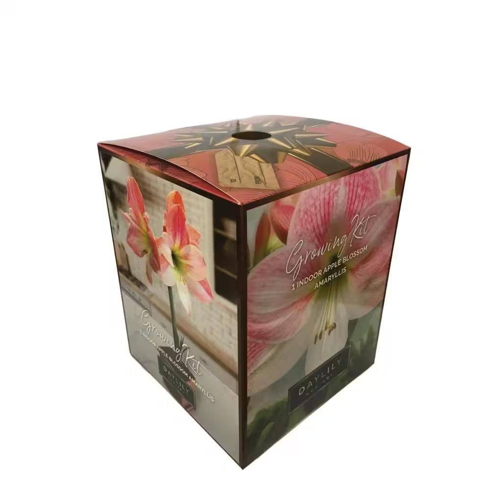 Apple Blossom Amaryllis Planting Box Kit