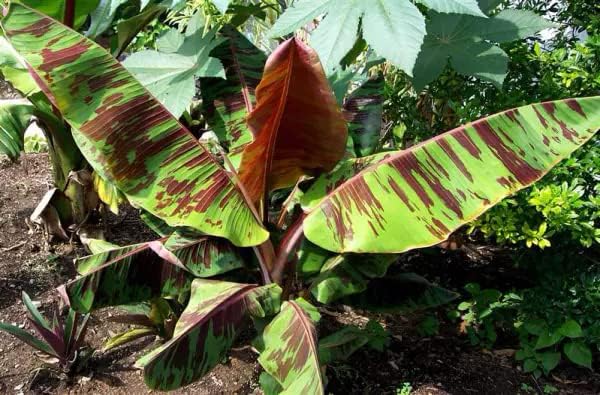 1 Sumatrana Banana Tree | Live Bare Root Starter Plant | Ornamental Musa Sumatrana β Red Tiger Banana Foliage
