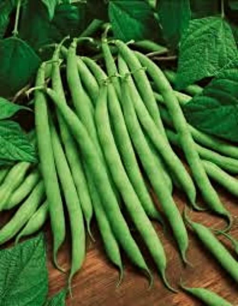 Kentucky Wonder Pole Bean Seed, NON-GMO, Heirloom Pole Bean Seed, 1 Oz. Pack