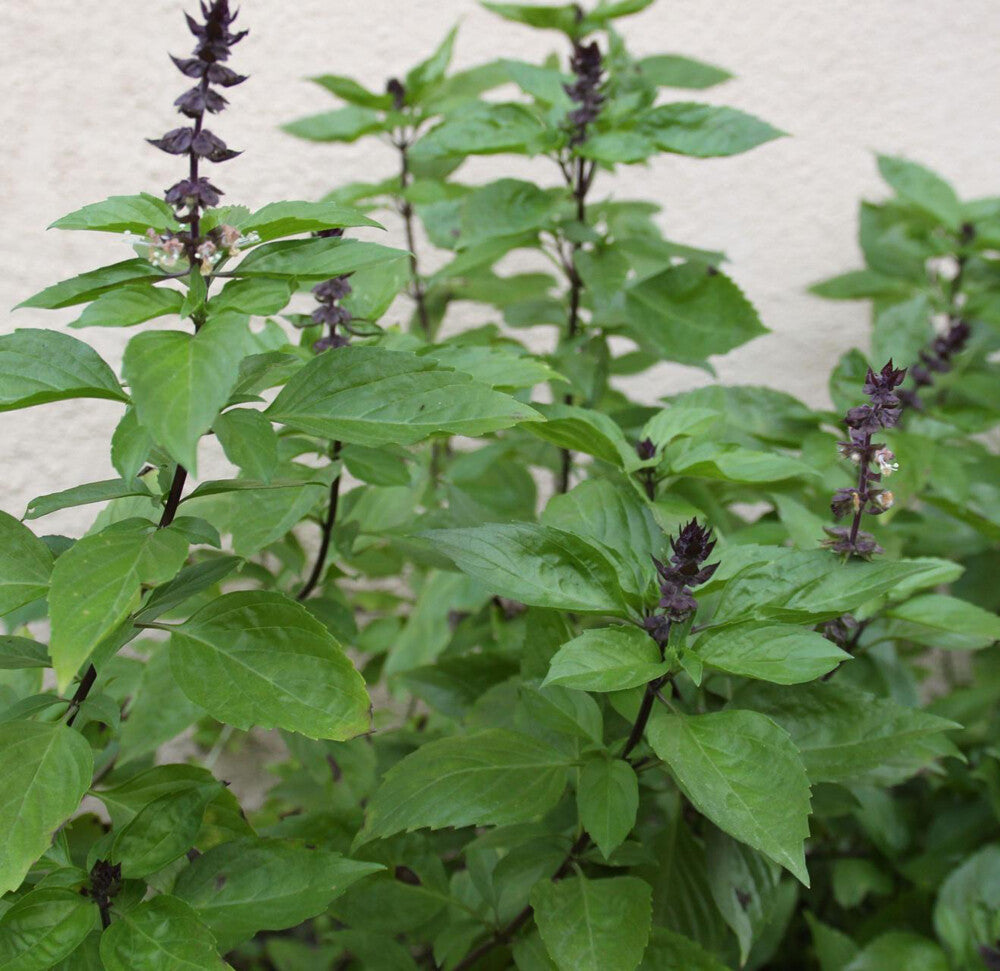 100+ Thai Basil Seeds(Ocimum Basilicum)Khme