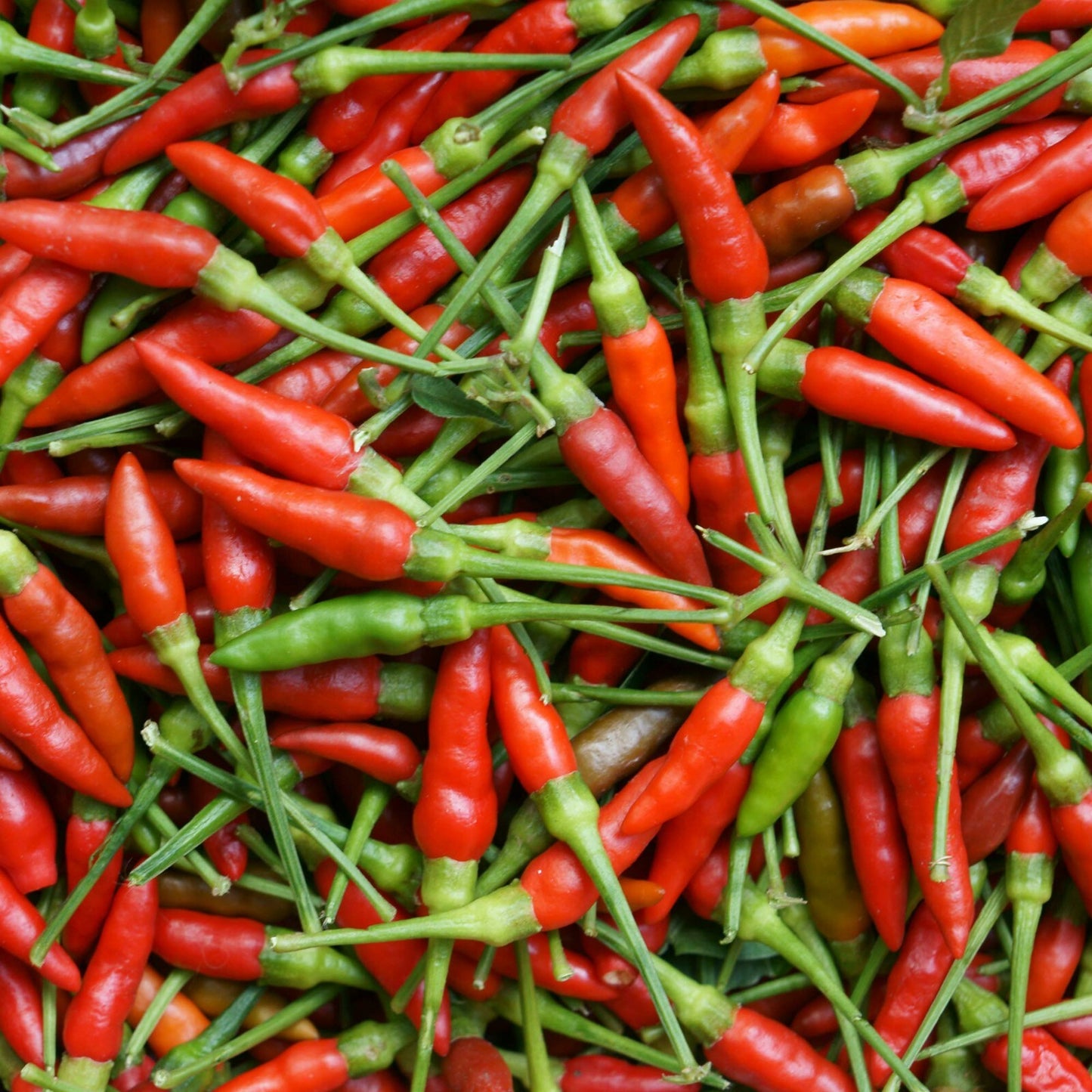 50+ Birdseye Pepper Seeds | Fresh Non-Gmo Garden Seeds
