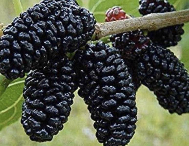 Dwarf Black Mulberry Live Plant ā Organic Morus nigra Everbearing Tree, Well Rooted Fruit Plant for Pot or Garden, Sweet Berries