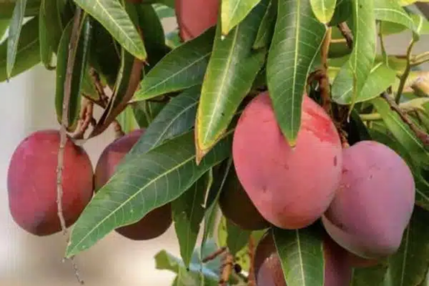 Grafted Mango Haden Tree (Mangifera) Starter 3ā-4ā - Juicy, Sweet & Tangy Tropical Fruit Tree for Gardens