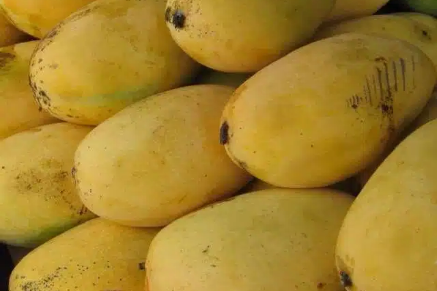 Grafted Mango Pineapple Tree Live Fruit Plant 3ā-4ā | Tropical Flavor with Hints of Pineapple | Easy Care for Home Gardens | USDA Zones 9-11