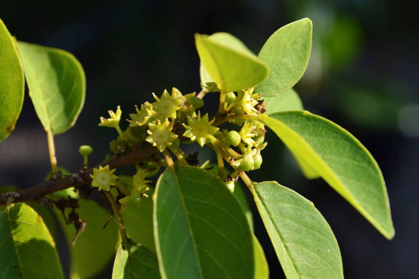 Soldierwood Tree Colubrina Elliptica Live Starter Plant 12-24ā | Wildlife-Friendly Tropical Tree | Hardy Evergreen for Coastal Gardens