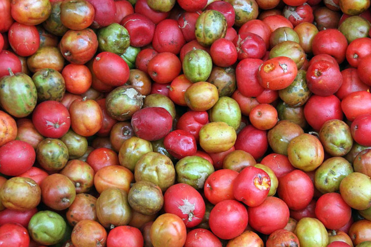 Spanish Plum / Red Mombin Live Spondias Purpurea Tree 12ā-24ā | Sweet-Tart Tropical Fruit | Hardy Drought-Tolerant Starter Plant