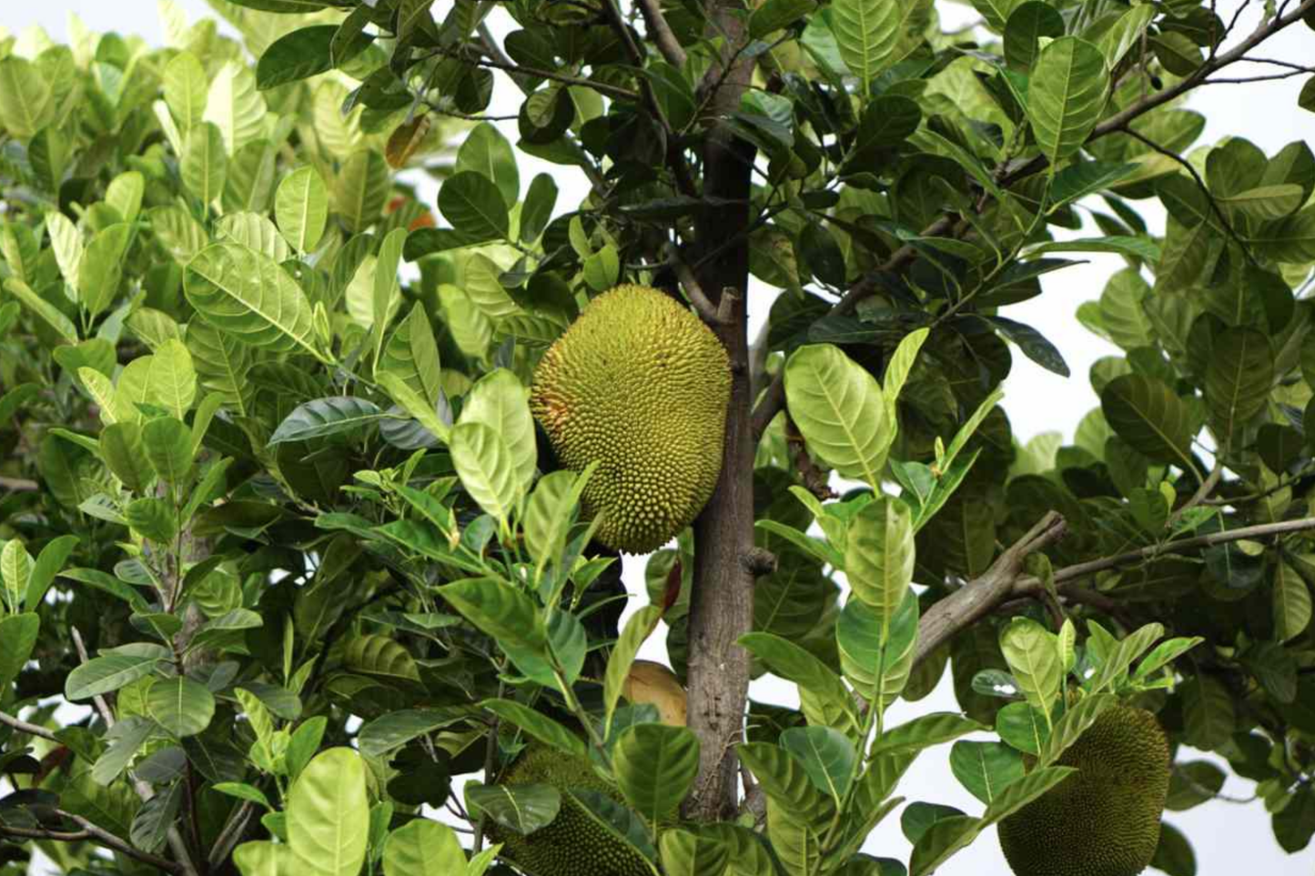 Jackfruit Tree 1ā²-2ā² Live Starter Tropical Fruit Tree | Artocarpus heterophyllus | Nutritious, Versatile, Sustainable | Vegan-Friendly