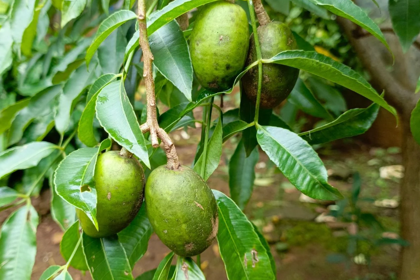 June Plum Tree 12ā-24ā Live Starter Tropical Fruit Tree | Spondias dulcis | Grow Sweet & Tangy Exotic Fruits in Your Garden