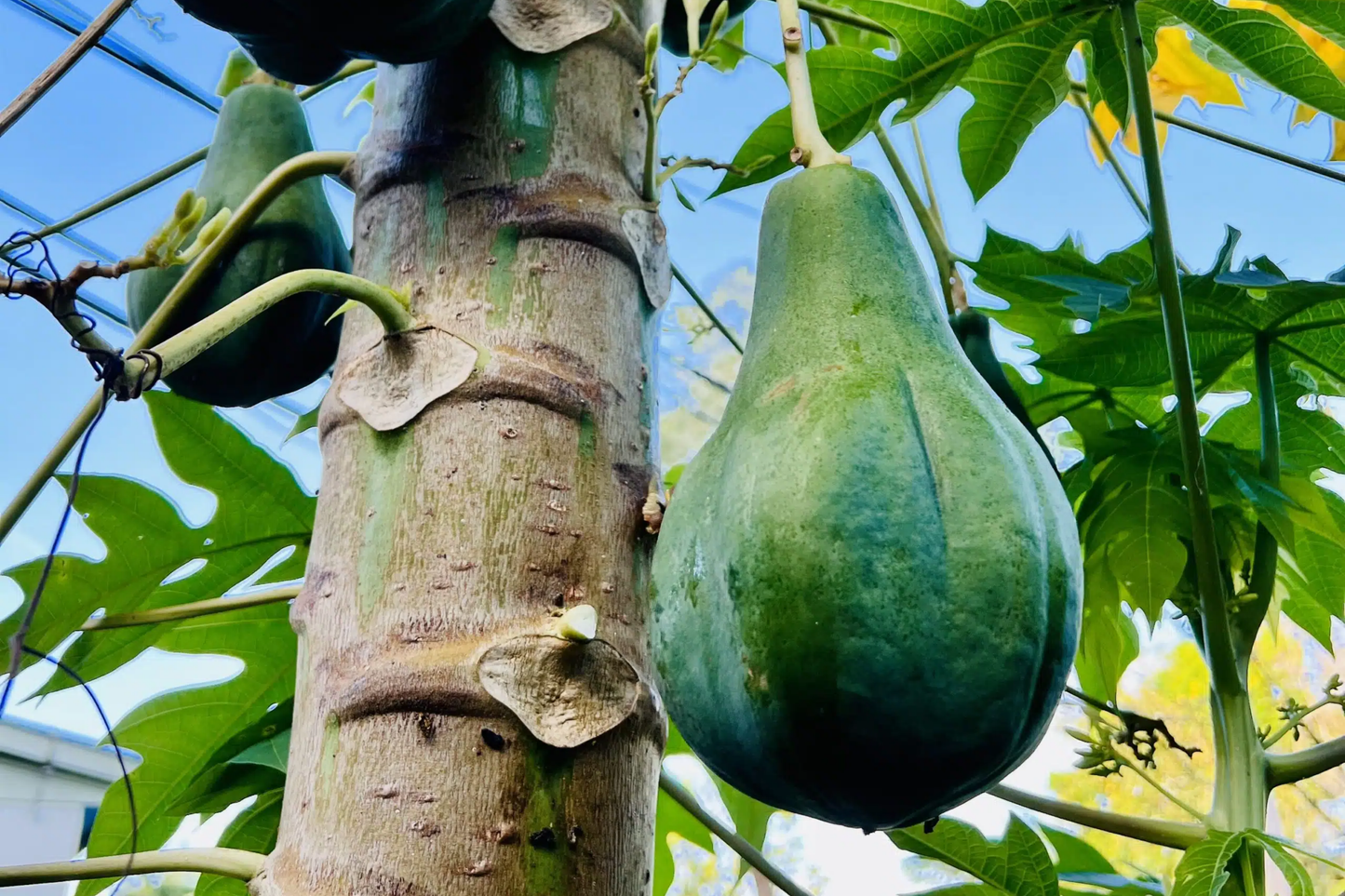 1 Hanging Papaya Tree (Carica papaya) Live Tropical Fruit Plant 1ā-2ā | Sweet, Refreshing Papayas | Easy to Grow Starter Plant