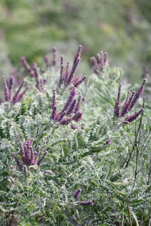 Amorpha canescens Seeds β Lead Plant | Native Prairie Shrub | Drought Tolerant Pollinator Plant | 50 Seeds