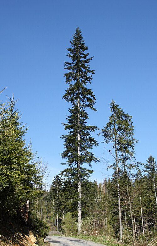 Abies alba Seeds β European Silver Fir, White Fir, Evergreen Conifer Tree (10 Seeds)