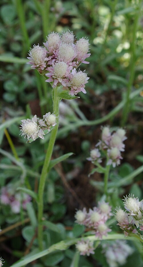 Antennaria neglecta Seeds โ Prairie Pussytoes | Native Groundcover Wildflower | Drought Tolerant | 100 Seeds