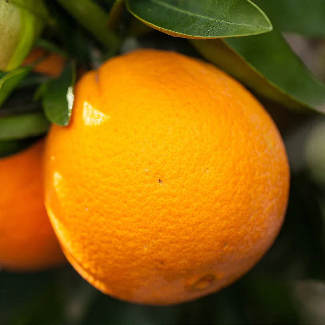 Navel Orange Cuttings (Citrus sinensis) 6โ8 Inch Unrooted โ For Rooting or Grafting, Organic Sweet Citrus Scion Wood