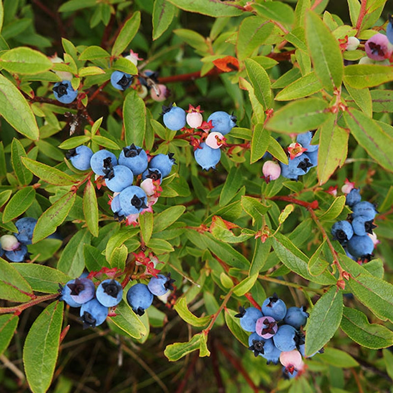 5 Blueberry Plants ā Live Rooted Cuttings | Hardy Fruit Bushes for Planting | High Yield Edible Berry Shrubs | Non-GMO Blueberries