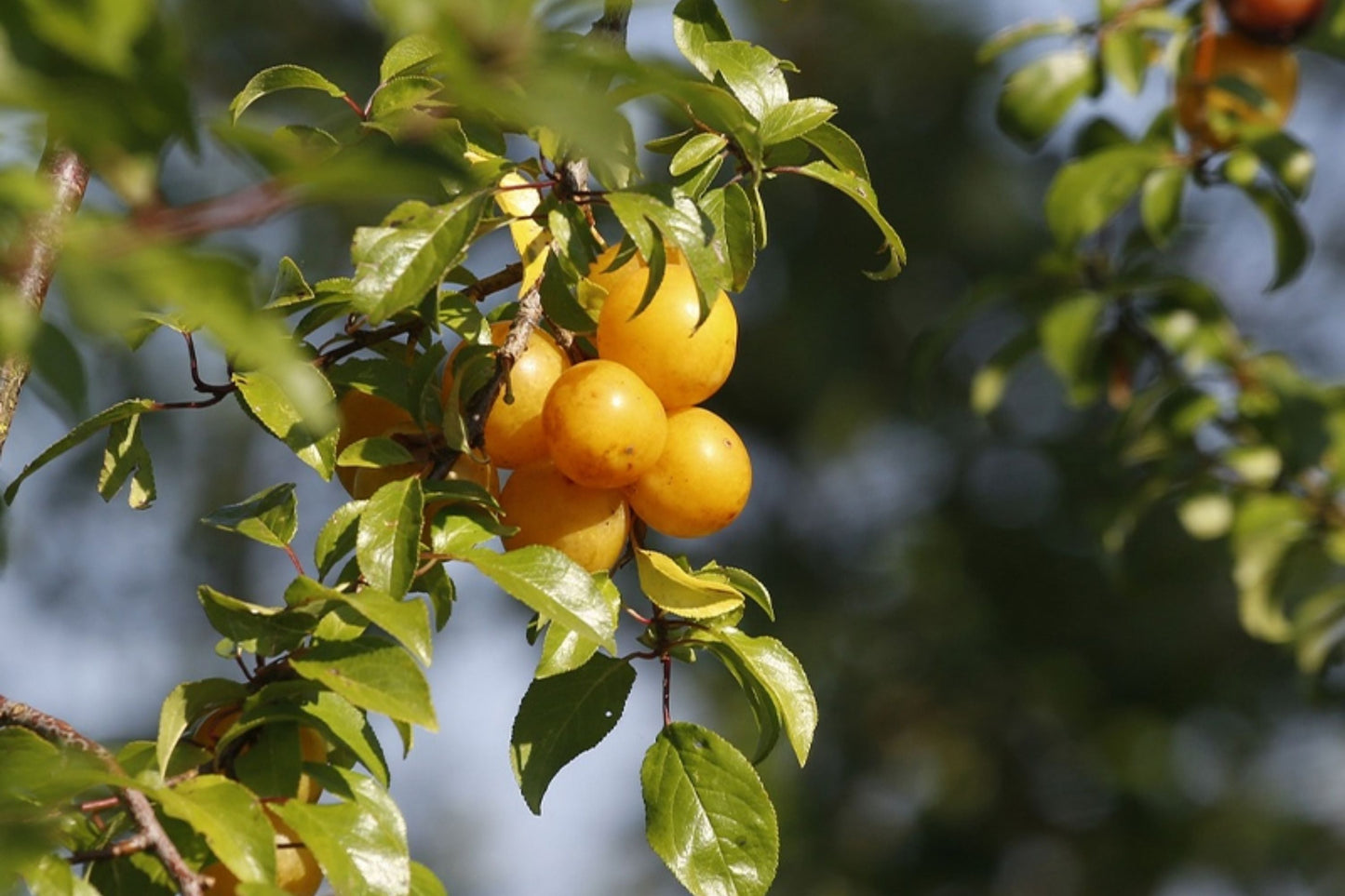 Yellow Plum Tree β Live Rooted Tree up to 2ft Tall, Bareroot β Sweet Golden Plum Fruit Tree, Prunus domestica for Home Orchard
