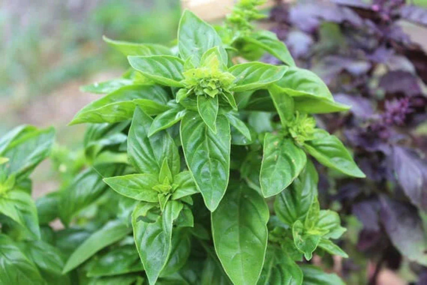 Sweet Italian Basil Live Plant β Multiple Rooted Bundles β Ocimum basilicum Organic Herb for Cooking, Garden, Pesto & Indoor Growing