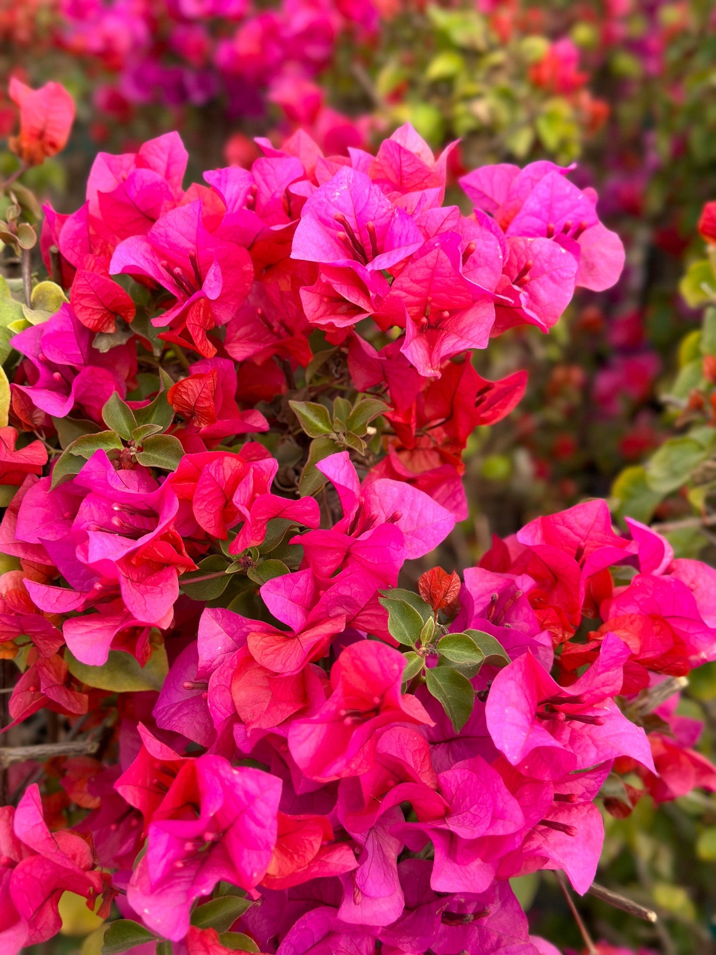 7 Bougainvillea Fuchsia Pink Live Cuttings ā 6" Unrooted Flowering Shrub, Vining Bush, Tropical Plant for Garden or Bonsai