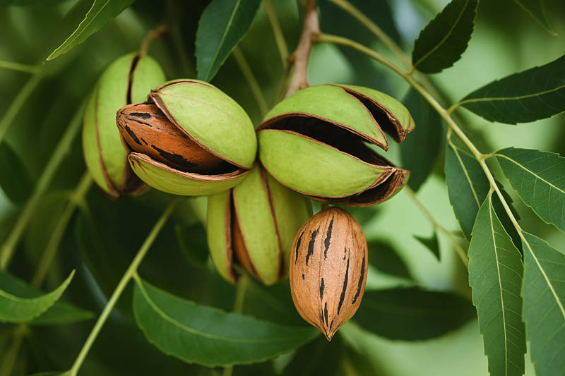 Southern Pecan Tree Cuttings (Carya illinoinensis) ā 5 Fresh Live Wood Cuttings for Grafting or Rooting | Nut Tree Starter Pack