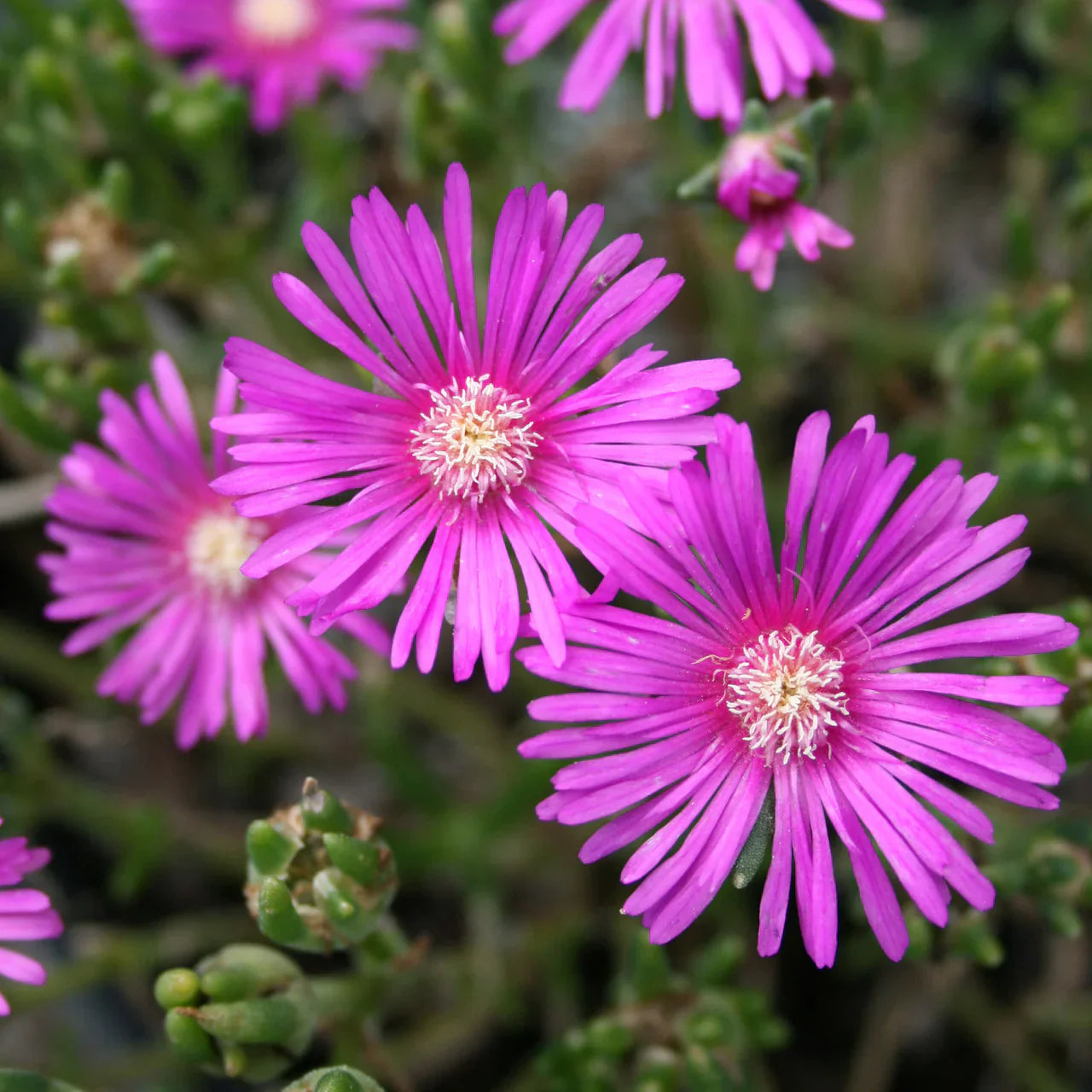 6 Ice Plant Cuttings | Unrooted 4ā7ā Succulent Stems | Purple Pink Ground Cover | Drought-Tolerant | Delosperma or Lampranthus