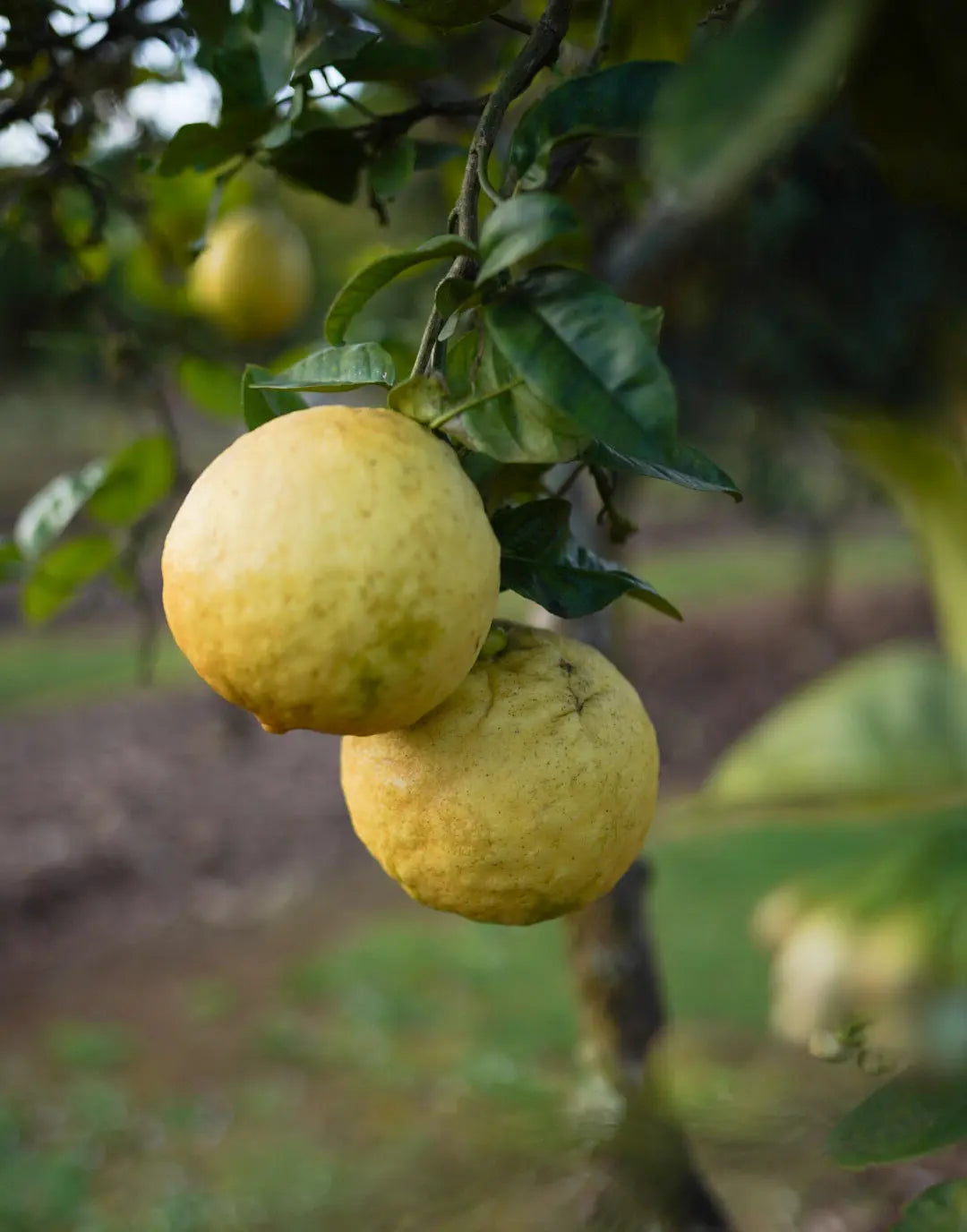 Ponderosa Lemon Cuttings (Citrus ร pyriformis) 6โ8 Inch Unrooted โ For Rooting or Grafting, Giant Fruit Organic Citrus