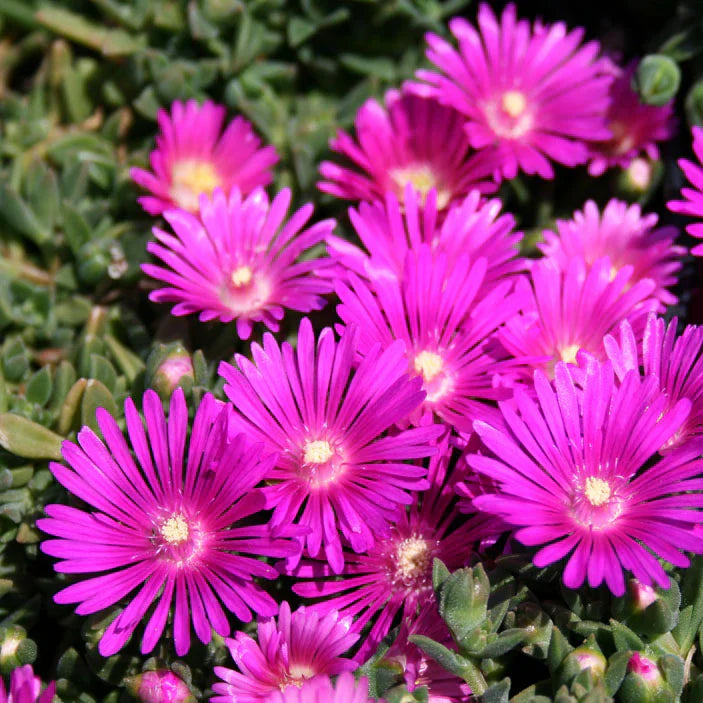 5 Magenta Ice Plant Cuttings ā Delosperma Cooperi Unrooted Stems, Hardy Ground Cover, Drought-Tolerant Succulent, Trailing Plant