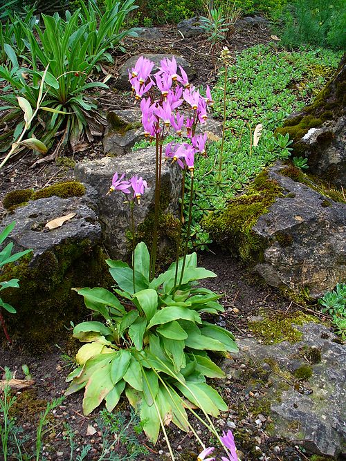 Dodecatheon meadia Seeds โ Midland Shooting Star | Native Spring Wildflower | Pollinator Plant | 100 Seeds