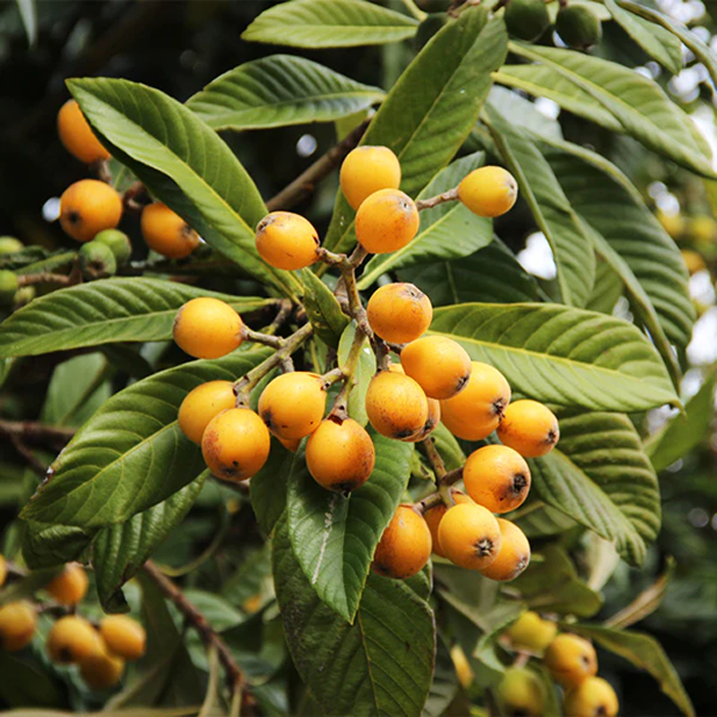 Loquat Tree Cuttings (Eriobotrya japonica) ā 3 Fresh Scions for Grafting or Rooting ā Rare Edible Fruit Tree for Home Orchard