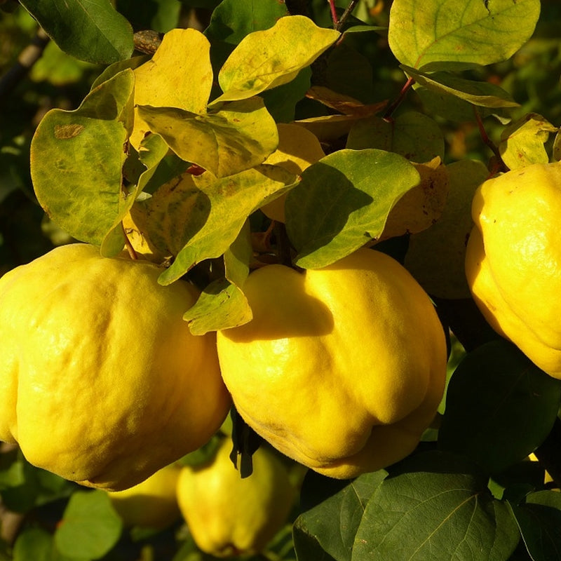 Quince Cuttings (Cydonia oblonga) 6โ8 Inch Unrooted โ For Rooting or Grafting, Organic Fruit Tree Scion Wood