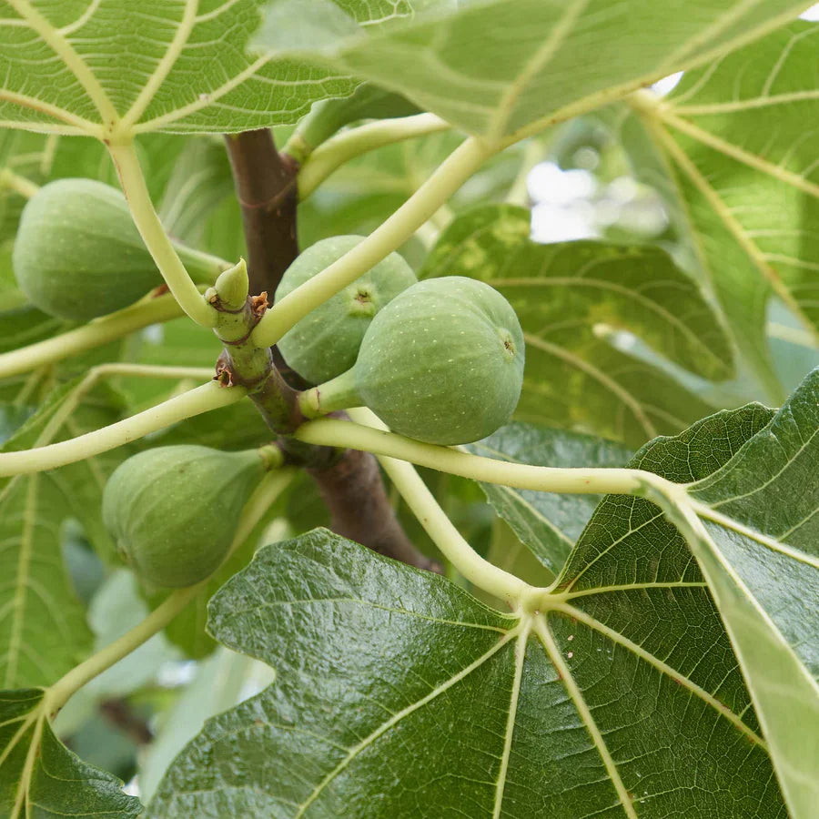 Italian Honey Fig Cuttings (Ficus carica) 6โ8 Inch Unrooted โ For Rooting or Grafting, Sweet Organic Fruit Tree Scion