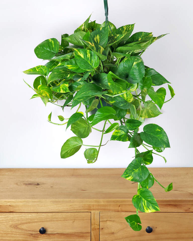 6 Golden Pothos Rooted Cuttings | Live Indoor/Outdoor Plant | 3ā6ā Long Easy-Grow Vines | Air-Purifying Houseplants