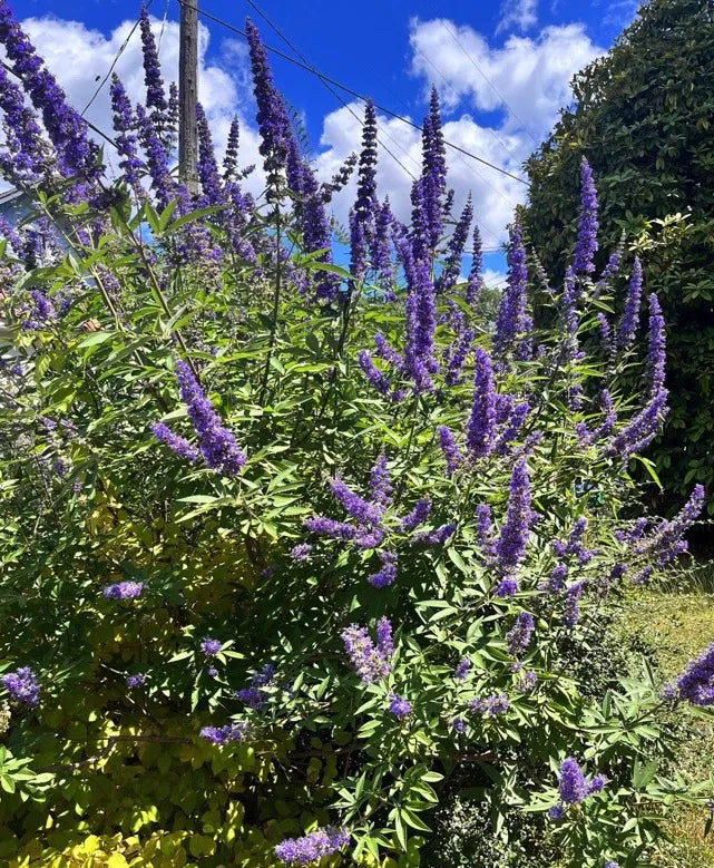 Vitex agnus-castus Cuttings ā 10 Unrooted Chaste Tree Starts ā Blue Flowering Shrub for Garden, Landscape, or Ornamental Use