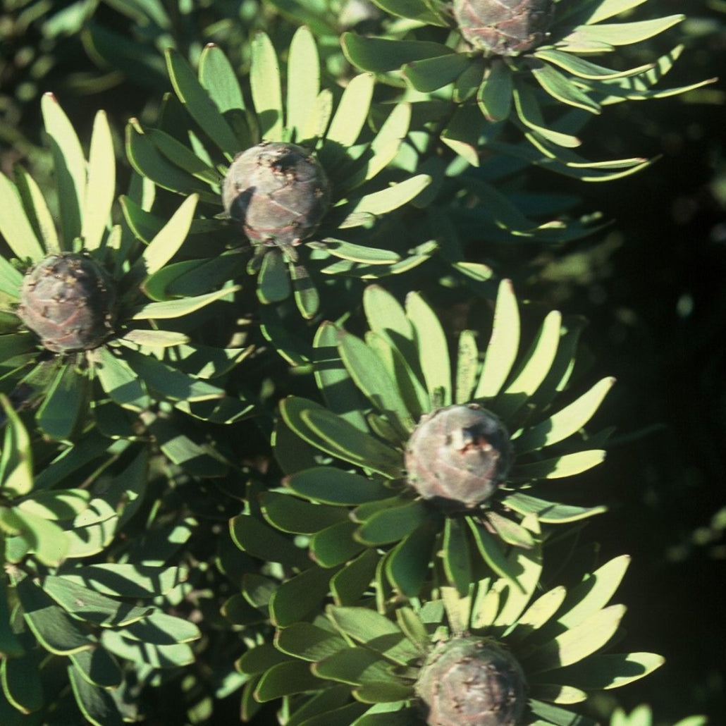Leucadendron pubescens Seeds ā Rare South African Conebush, Protea Evergreen Shrub (5 Seeds)