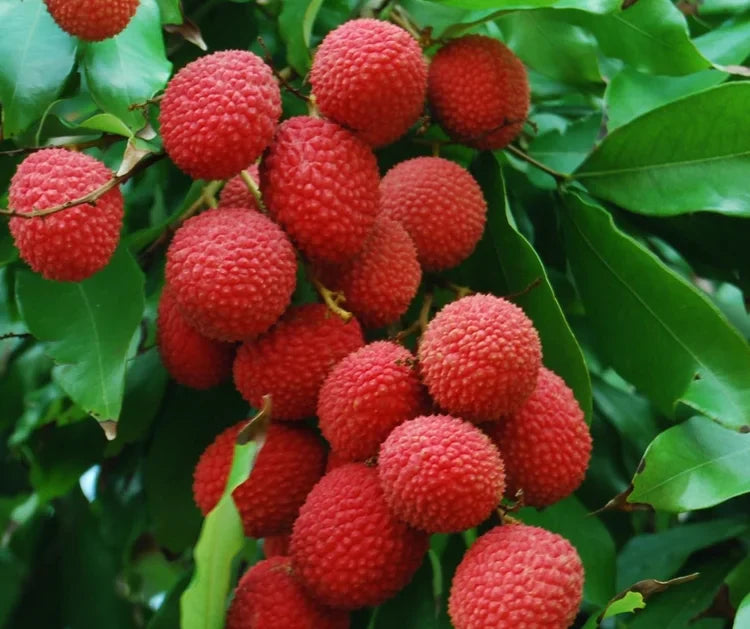 4 Kaimana Lychee Tree Cuttings | Litchi chinensis | Unrooted 5ā6" Wood for Grafting | Sweet Tropical Fruit Tree Starter