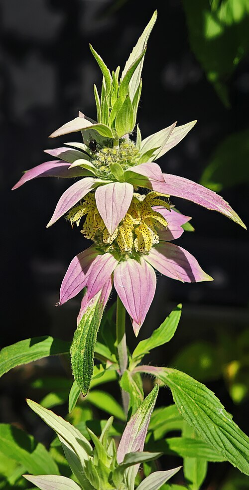 Monarda punctata Seeds โ Spotted Bee Balm | Native Wildflower | Pollinator & Medicinal Plant | 100 Seeds