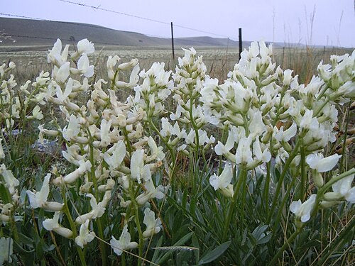 Oxytropis sericea Seeds ā Silky Locoweed, Native Perennial Legume, Drought-Tolerant Wildflower (25 Seeds)