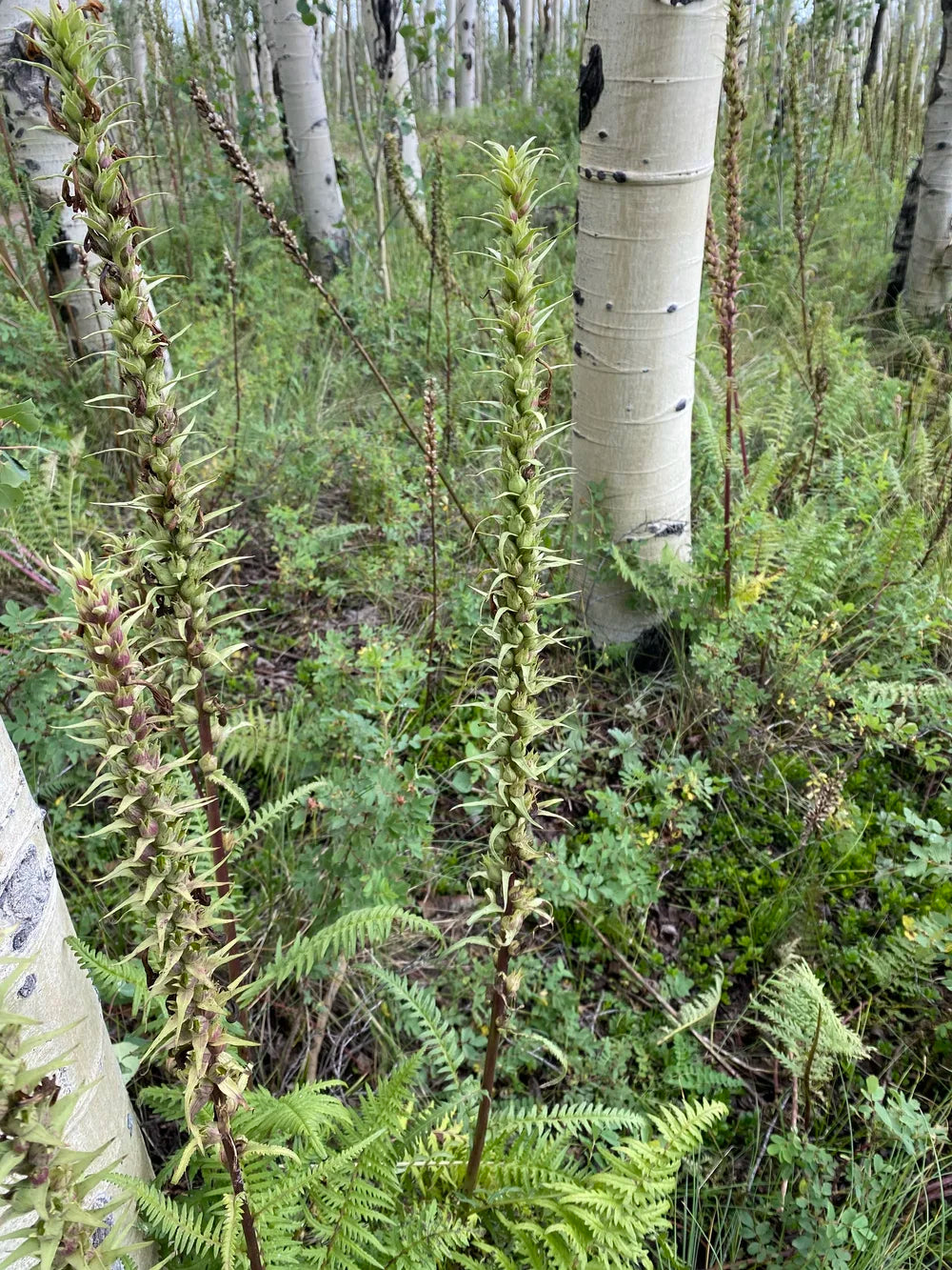 Pedicularis procera Seeds ā Giant Lousewort, Rare Perennial Wildflower, Alpine Nitrogen-Fixing Plant (100 Seeds)
