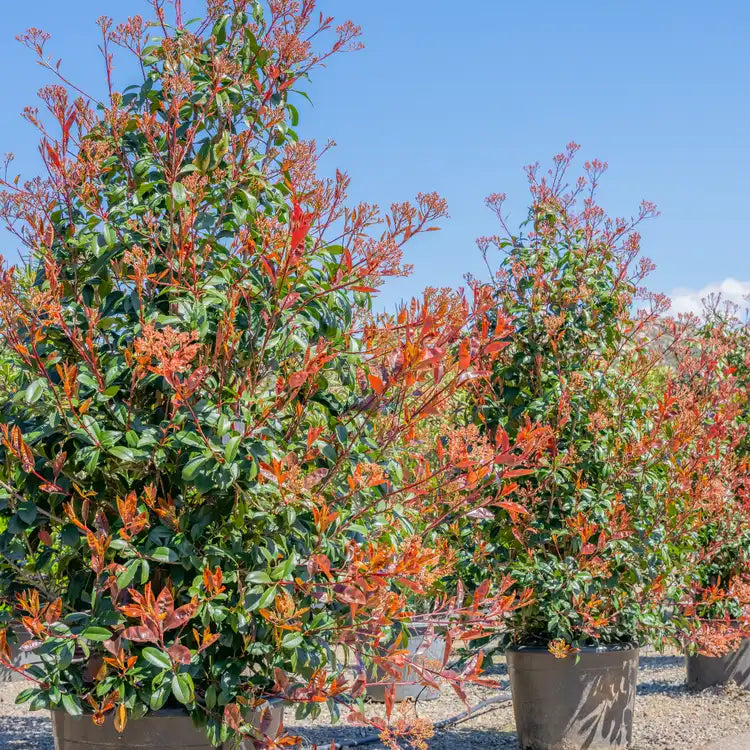 3 Red Tip Photinia Plants (Photinia x fraseri) ā 2ā Tall, Bare Root ā Red Leaves, Privacy Hedge, Fast Growing Shrub, Evergreen Screen